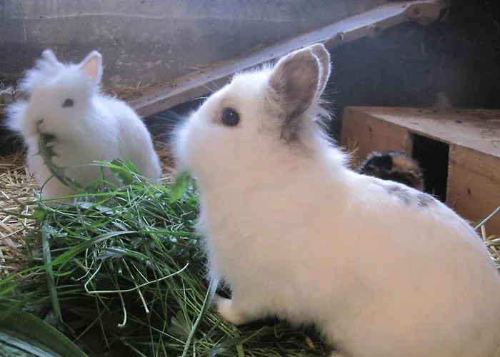 Bodenland Apartamento *