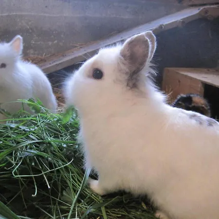 Bodenland Apartmán *